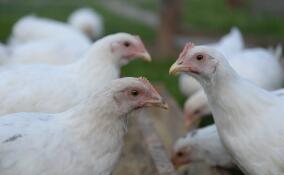 Ленобласть оказалась в числе лидеров птицепрома России