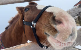 В поисковом отряде «ЛизаАлерт» рассказали, как лошади помогают искать людей