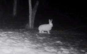 В Приозерском районе зайцу удалось обхитрить лисицу