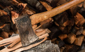 Уголовное дело завели из-за незаконной вырубки леса в Рождествено