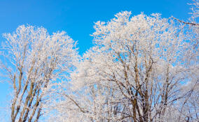 Морозы до −11 градусов ожидаются в Ленобласти 15 февраля