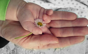 В Ленобласти увеличена ежемесячная региональная выплата для семей с детьми-сиротами