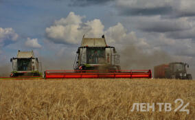 Для ленинградских фермеров подготовили 126 земельных участков