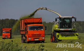 Комитет по АПК открыл прием заявок на грант «Ленинградский гектар»