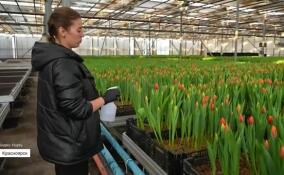 В теплице Красноярска уже зацвели более 20 тысяч тюльпанов