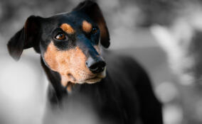 Субсидии приютам для животных в Ленобласти увеличат вдвое