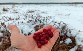 На болотах во Всеволожском районе начала оттаивать клюква