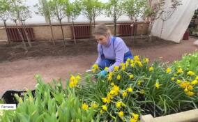 В оранжереях Гатчинского парка готовятся к весне