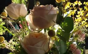 Жительницы Петербурга и Москвы получат самые дорогие подарки к 8 Марта