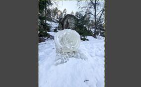 В парке «Монрепо» к 8 Марта «распустились» розы