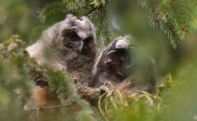 В Петербурге заметили подрастающих птенцов ушастой совы