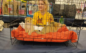 Более 4 тысяч животных собрались на выставке «Зоошоу» в Экспофоруме