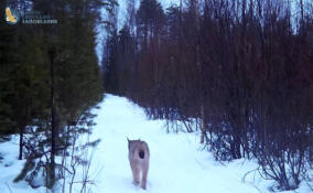 Нижне-Свирский заповедник поделился кадрами с прогуливающейся рысью