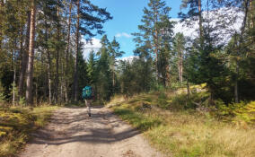 В Ленобласти продолжается подготовка экомаршрутов к летнему сезону
