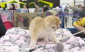 В Экспофоруме прошло «Зоошоу»