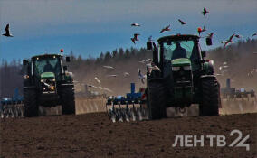 Ленобласть полностью обеспечена семенами к посевной