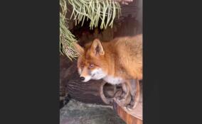 Ленинградский зоопарк поделился милыми кадрами с лисой Джинжер