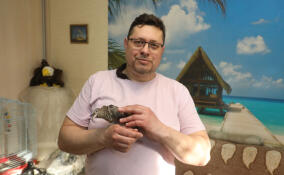 Орнитологический парк могут открыть в Ленобласти