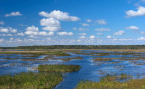 Орнитологические заказники Ленобласти на время закрывают для посетителей