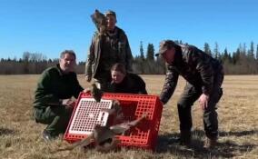 В Ленобласти на волю выпустили 300 серых куропаток