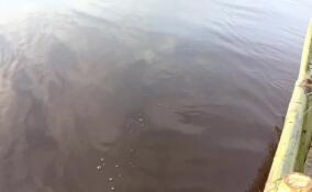 На Ладоге в этом году планируют добыть более 1,2 тыс. тонн корюшки