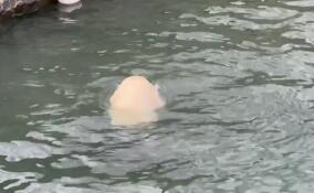 В Ленинградском зоопарке объяснили, почему зимой у медведицы Хаарчааны нет бассейна