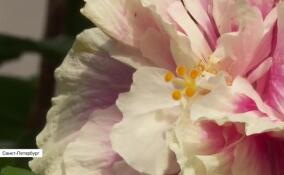 В оранжерее ЛГУ имени Пушкина зацвел редкий тропический гибискус