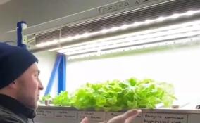 В новом зимовочном комплексе на станции «Восток» собрали первый урожай