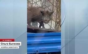 Кабан, взбудораживший жителей поселка Лисий Нос, оказался домашним
