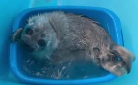 Фонд друзей балтийской нерпы показал, как маленькие ластоногие наслаждаются гидромассажными процедурами