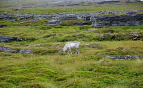 В Ленобласти восстановят популяцию лесных северных оленей
