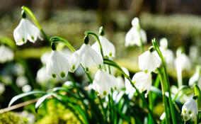 До +13 градусов ожидается в Ленобласти в воскресенье
