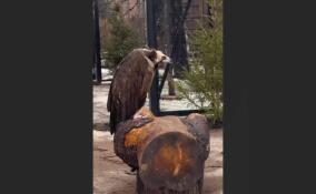 Ленинградский зоопарк показал мерзнущего под апрельским снегом грифа