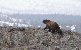 В Ленобласти после зимней спячки проснулись медведи