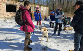 В Ленобласти прошел отбор собак для обучения поисково-спасательным работам