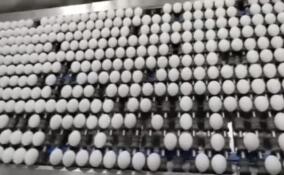 За сутки птицефабрики Ленобласти отправляют потребителям почти 10 млн яиц