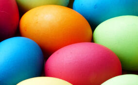 Птицефабрики Ленобласти отгружают миллионы яиц перед Пасхой