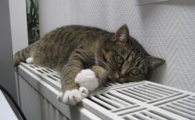 В Гатчинском округе сообщили о сроках завершения отопительного сезона