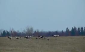 Александр Дрозденко поделился видео с журавлиными смотринами под Волосово