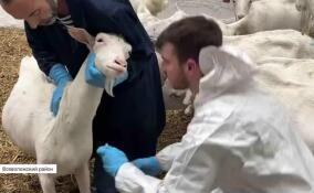 Они спасают от голода