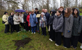 Дуб из Герники посадили на Пискаревском кладбище в память об испанских защитниках Ленинграда