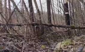 Пограничным управлением ФСБ по Петербургу и Ленобласти пресечены две попытки незаконного пересечения границы