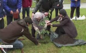 Когда дерево объединяет страны