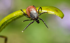 За неделю от укусов клещей в Ленобласти пострадали более 300 человек