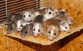 Жители Сосново пожаловались на затопленные канализационными стоками подвалы и мышей