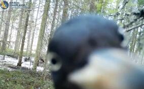 В Нижне-Свирском государственном заповеднике появился дятел-бандит