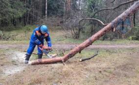 У могилы участника войны во Всеволожске спасатели убрали сломанное дерево