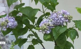 Крупный штраф можно получить за сорванную сирень