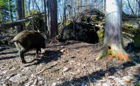 Восемь полосатых поросят родила кабаниха в Приозерском районе