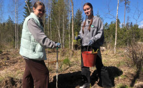 В Бородинском лесничестве под Выборгом высадили 1,5 тысячи елей